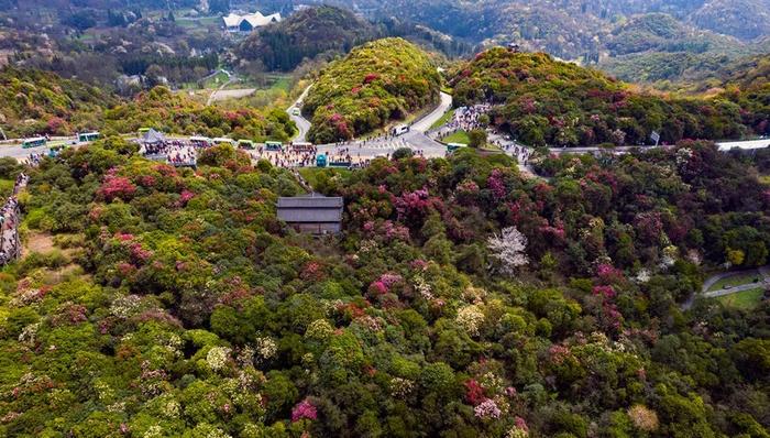 百里杜鵑迎來第一個游客小高峰