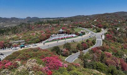 貴州畢節(jié):杜鵑花開游客來
